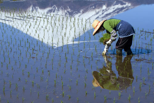 どんなものが食べられている？各地の夏至グルメとは？