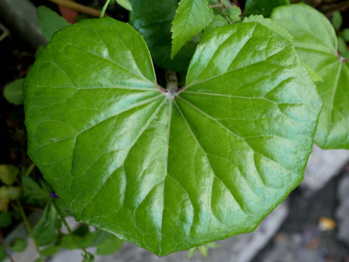 鑑賞用だけでなく食用にも！ヘルシー野菜【つわぶき】を食べてみよう