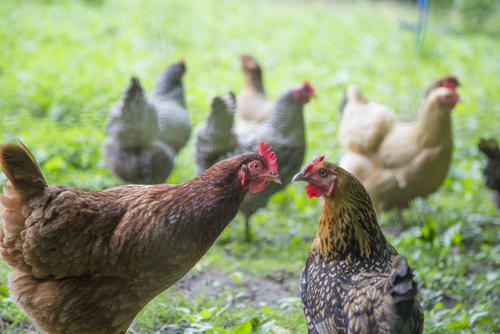 子どもは鶏肉禁止？ジャマイカの不思議な言い伝え