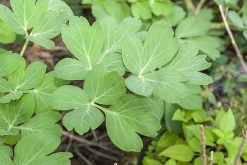 日本最西端の与那国島で育つ奇跡の野菜 長命草 の実力 食 料理 オリーブオイルをひとまわし