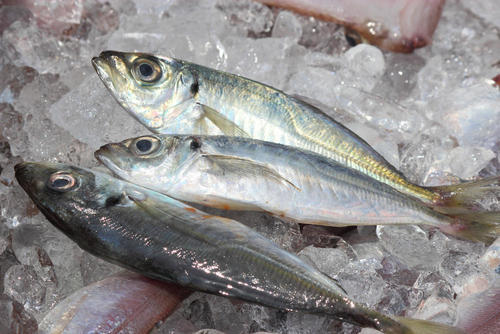 おいしい魚は「目」で選ぶ！？新鮮で脂がのった魚の選び方を伝授