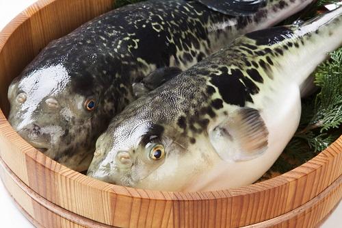 【フグ】の種類や美味しい食べ方を紹介。意外と知らない高級魚の扱い方！