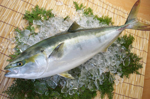 ブリを美味しく食べる裏技！おすすめのメニューも紹介