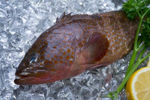 高級魚のハタ（マハタ）とは？栄養価や美味しい食べ方などを紹介！