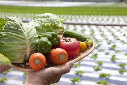 産直野菜はトータルコストでお買い得！選び方から買い方まで一挙公開