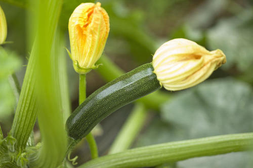 バンビーノは多くの料理に合う万能野菜！美味しい食べ方を見つけよう