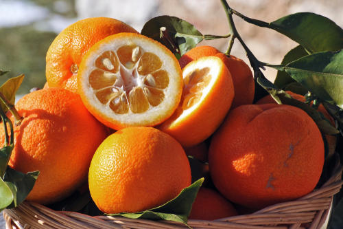 あまり馴染みのない柑橘類「橙」の正しい保存方法とは？