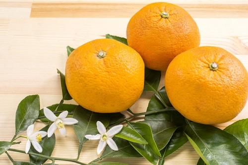 橙（だいだい）のカロリーや糖質は気にするべき？橙果汁の栄養を確認しよう