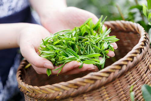 茶の産地ランキングから考察する、奥深いお茶の世界