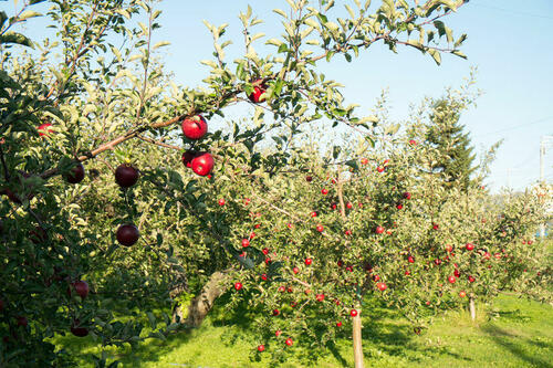 【管理栄養士監修】りんご界の純血種シナノスイートの特徴と選び方