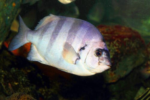 超が付くほどの高級魚【石鯛】の美味しい食べ方。塩焼きはNG！？