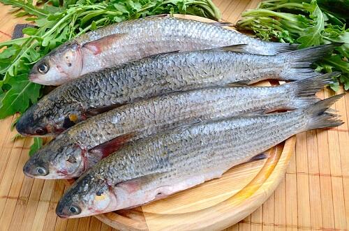 ボラ の特徴や産地 旬の時期を解説 実は出世魚って本当 食 料理 オリーブオイルをひとまわし