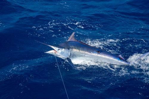 【かじき】の旬や栄養、名前の由来を解説。マグロとは別種って本当？