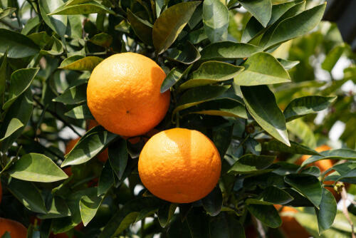 同じ柑橘類の夏みかんとどう違う？【あまなつ】の特徴や選び方