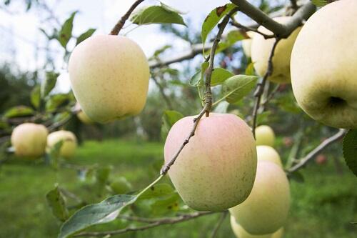 【トキ】ってどんなリンゴ？味の特徴や旬の時期、選び方のコツを解説