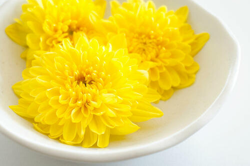 栄養豊富な食用菊！特徴や美味しい食べ方を解説