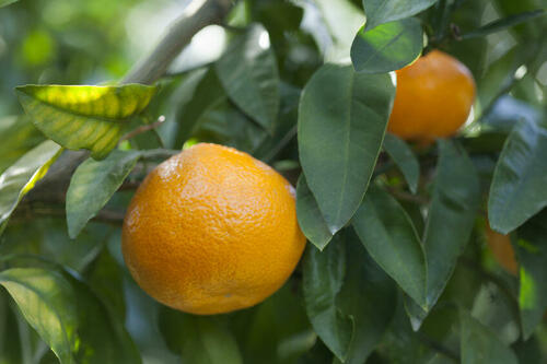 タンジェリンとは？温州みかんの仲間である柑橘類について詳しく解説！
