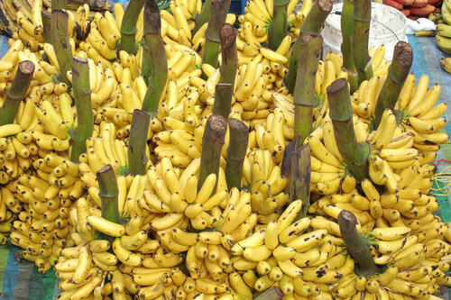 甘さが魅力のバナナ！【エクアドルバナナ】の特徴を紹介