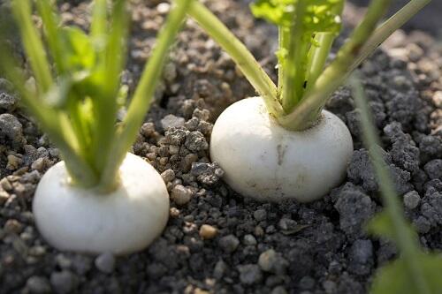 京都名物のすぐき漬に使われるかぶ【すぐき菜】の特徴を解説