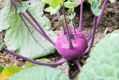 希少で珍しい野菜【コールラビ紫系（パープル）】の特徴とは