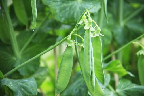 春から初夏が旬！【絹さや】の特徴と食べ方のポイント