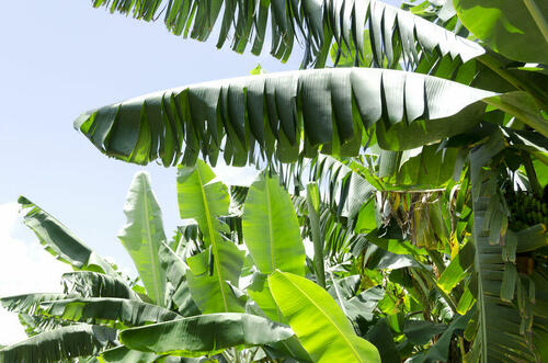 沖縄だけで栽培されている幻のバナナ！？【島バナナ】を詳しく解説
