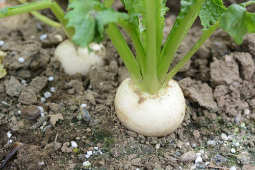 野沢菜のルーツ！？なにわの伝統野菜【天王寺かぶ】ってどんなかぶ？