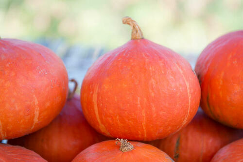じつは日本で昔から食べられてきたかぼちゃ【赤皮栗かぼちゃ】とは？