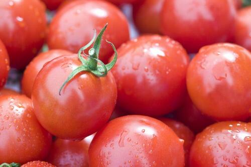 驚くほど濃厚！注目の高糖度トマト【アメーラ】ってどんなトマト？