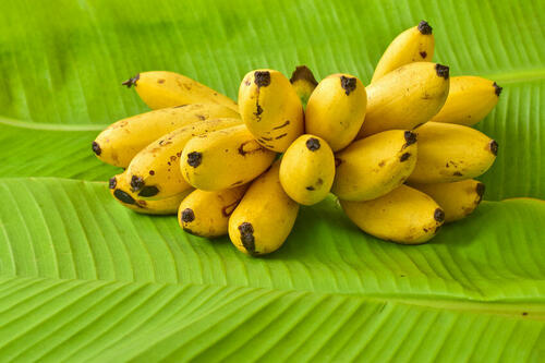 小さくて食べやすい！フィリピンの【ピサンマスバナナ】とは？