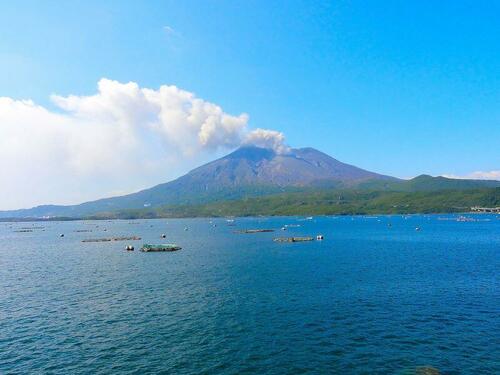 世界一大きい！鹿児島県の伝統野菜【桜島大根】ってどんな大根？