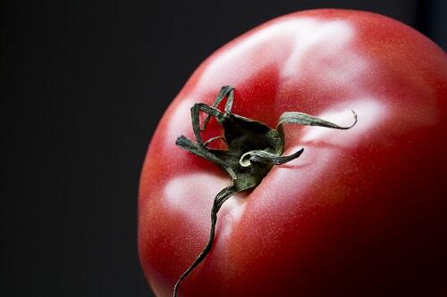 真夏の太陽を吸収する深紅のトマト【大玉トマト】の特徴とは