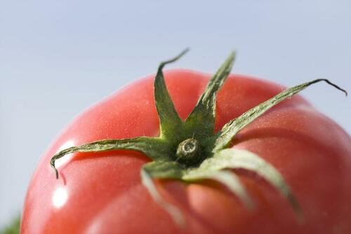 昔懐かしい味がすると人気のトマト【ファーストトマト】を解説！