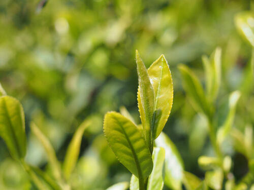 茶どころの名門清水生まれ【静7132】は幸せを運ぶ日本茶