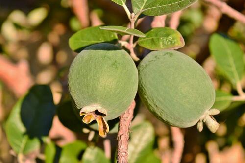 植えてよし食べてよしの南国果樹【フェイジョア】とは