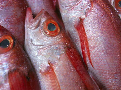 高級魚の【のどぐろ】のカロリーはいかほど？栄養なども紹介