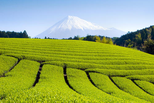 くせがなくて飲みやすい日本茶【おくみどり】はブレンド向き！？