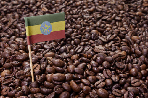 モカのコーヒー生産地のメッカであるコーヒー原産地のエチオピア