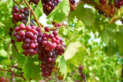 まるでワイン？赤ブドウの葉を使用したハーブティーの魅力とは？