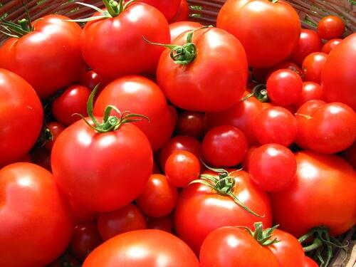 【トマト】の旬は夏じゃない？品種や旬の美味しい食べ方も解説