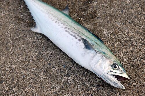 さわらは大きさで名前が変わる 出世魚である理由とは 食 料理 オリーブオイルをひとまわし