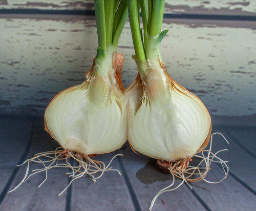 玉ねぎの芽は食べられる？発芽した玉ねぎの対処法を詳しく解説！