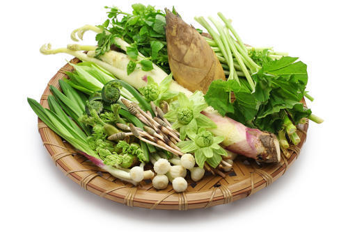 山菜とは？春夏秋冬別に日本で採れる山菜の種類などを詳しく解説！