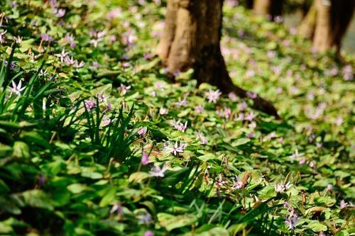 【カタクリ】は春の花でかつては食用にも？特徴や保存方法を徹底解説