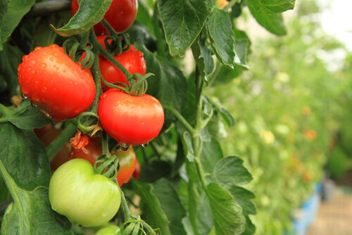 【完熟トマト】とはどのような状態？熟しすぎたときの活用法も紹介！
