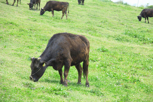 【秋川牛】は都内唯一のブランド牛！いろいろな焼き加減を楽しもう！