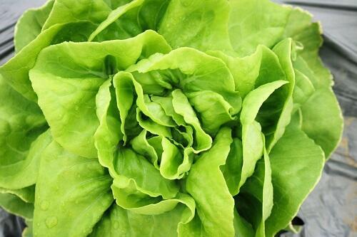 サラダ菜とは？レタスとの違いや旬・栄養・おすすめの食べ方を紹介