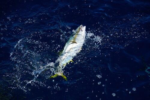 ヒラマサ は夏の魚 旬の季節を徹底的に堪能する方法とは 食 料理 オリーブオイルをひとまわし