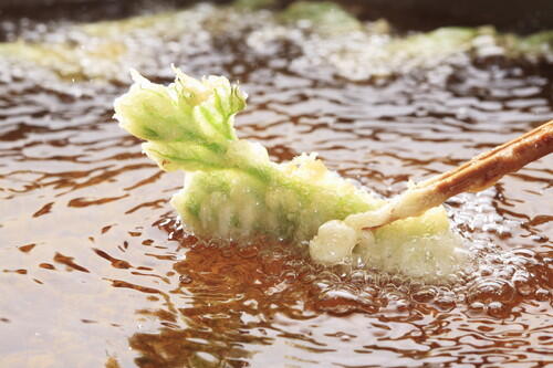 春の山菜・ウコギとは？生垣に使われている理由や美味しい食べ方！