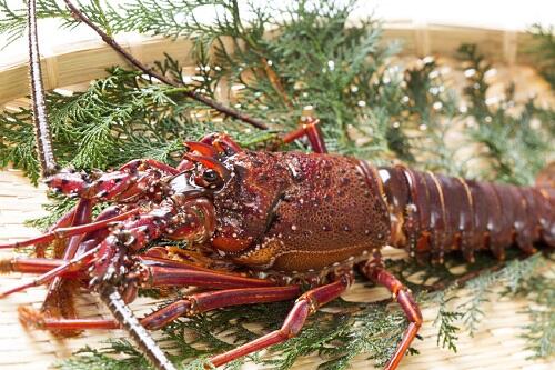 伊勢海老の産地と旬を知ろう 捌き方と美味しい食べ方を紹介 食 料理 オリーブオイルをひとまわし